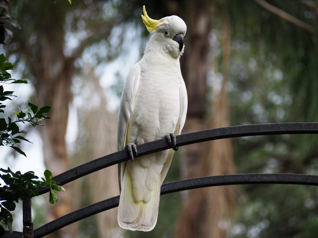 rare blue cockatoo