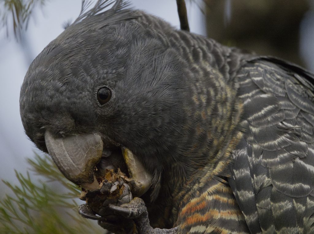 Image is a side on view of an adult female Gang gang Cockatoo holding a conestick in her claw while she eats.