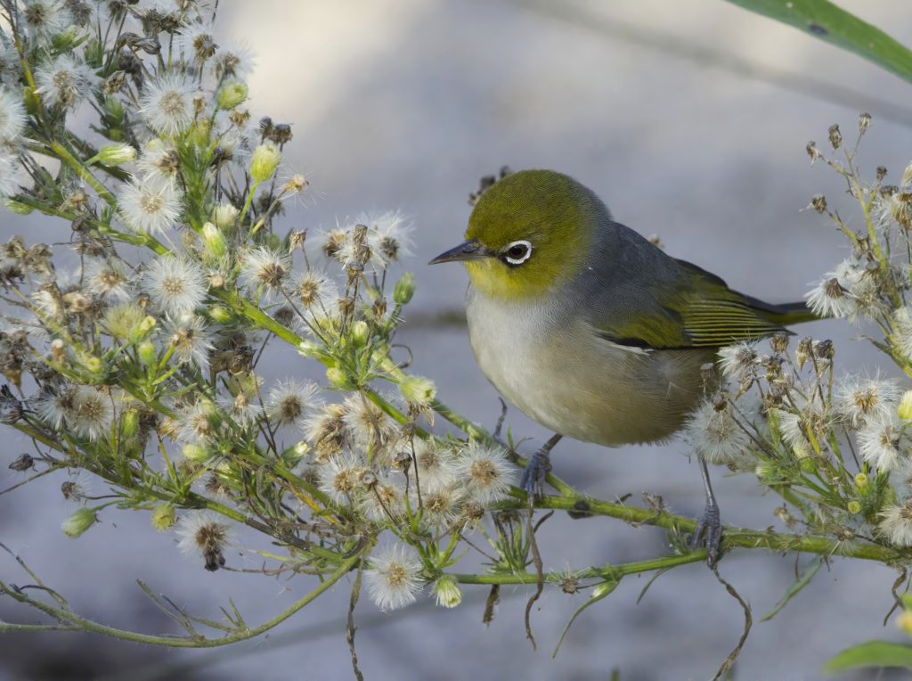 Image of a Silvereye perched on a branch amongst blossoms