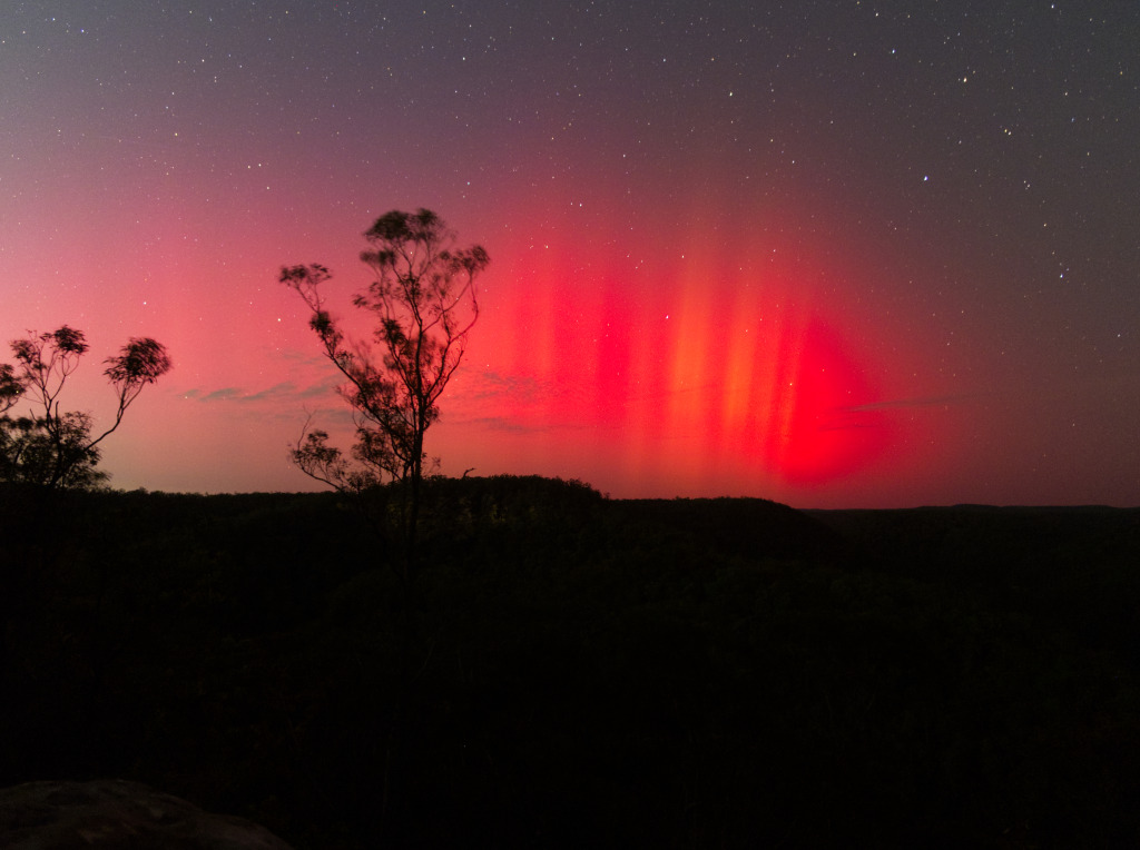 The Aurora Australis is seen lighting up the sky above bushland with the silhouette of a tree against it