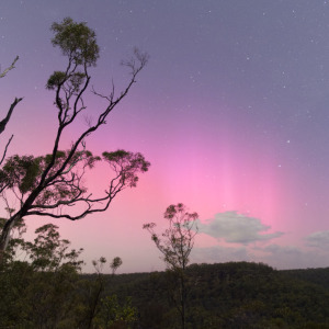 Image shows a pink sky above cliff tops, with a tree silhouette in the foregound