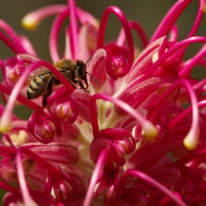 A bee is shown amongst the red and pink petals of a grevillea flower