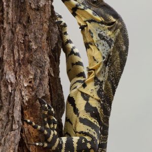 A Lace Monitor climbing up the trunk of a tree