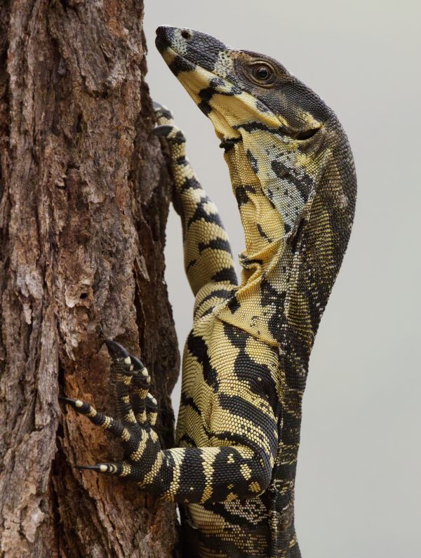 A Lace Monitor climbing up the trunk of a tree